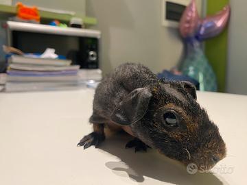 Cavia nuda skinny pig