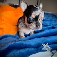 Chihuahua femminuccia blu merle
