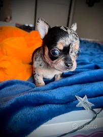 Chihuahua femminuccia blu merle