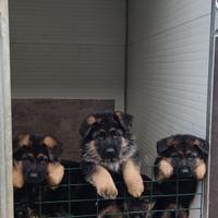 Cuccioli di Pastore Tedesco