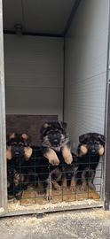 Cuccioli di Pastore Tedesco