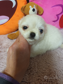 Chihuahua maschio con pedigree