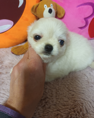 Chihuahua maschio con pedigree