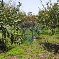 Terreno - Fiumefreddo di Sicilia