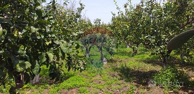 Terreno - Fiumefreddo di Sicilia