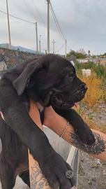 Cuccioli di cane corso