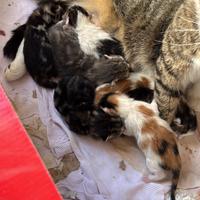 Gattini razza norvegese