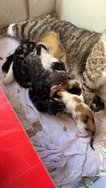 Gattini razza norvegese