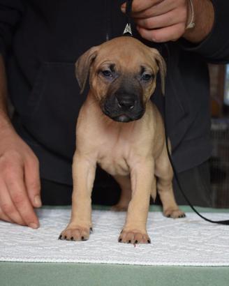 Cuccioli di Pitbull