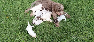 cuccioli di Lagotto 