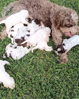 cuccioli di Lagotto 