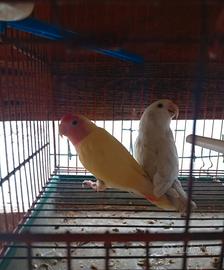 Inseparabili