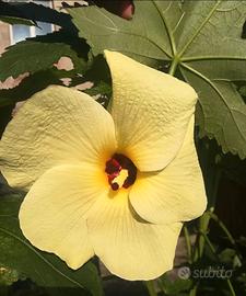 Pianta Abelmoschus manihot