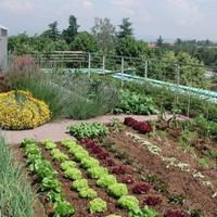 Cura e manutenzione orto e giardino