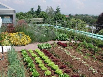 Cura e manutenzione orto e giardino