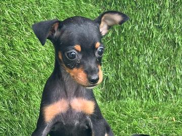 Pinscher