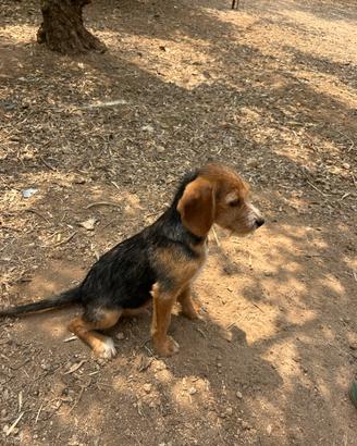 Cani da caccia al coniglio