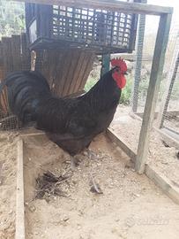 Gallo livornese nero