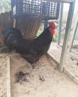 Gallo livornese nero