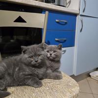 Gattini scottisch straight