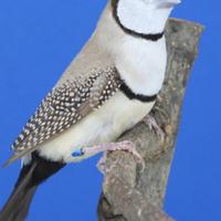 Diamante di bichenov