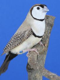 Diamante di bichenov