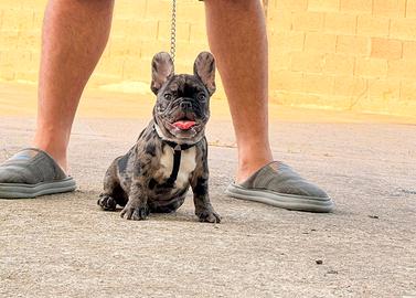 bulldog francese exotic