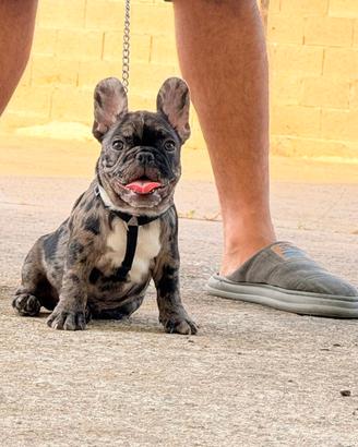 bulldog francese exotic