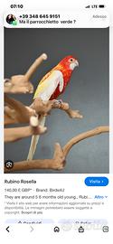 Rosella di un anno con cites e anello