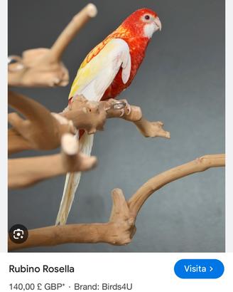 Rosella di un anno con cites e anello