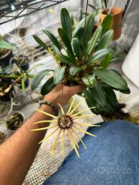 Orchidee da collezione