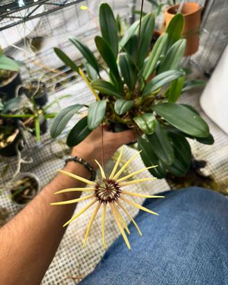 Orchidee da collezione