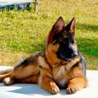 Cucciolo Pastore Tedesco