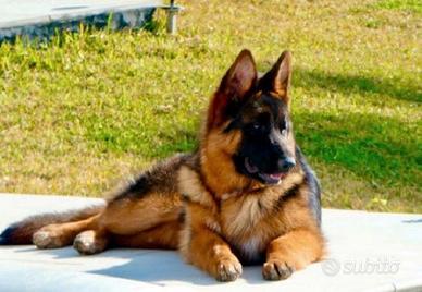 Cucciolo Pastore Tedesco