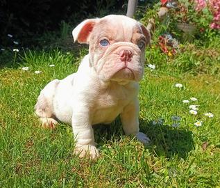 Bulldog inglese esotico