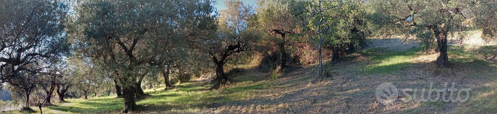 Terreno agricolo - Vista 3
