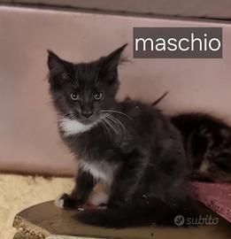 Gatti Maine Coon