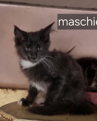 Gatti Maine Coon