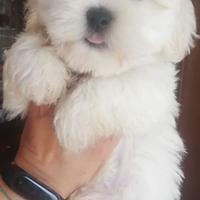 Cuccioli di Maltipoo