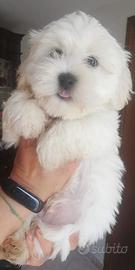 Cuccioli di Maltipoo