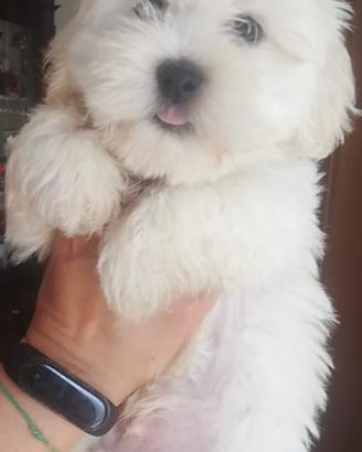 Cuccioli di Maltipoo