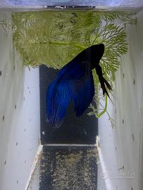 Betta Splendens (pesce combattente)