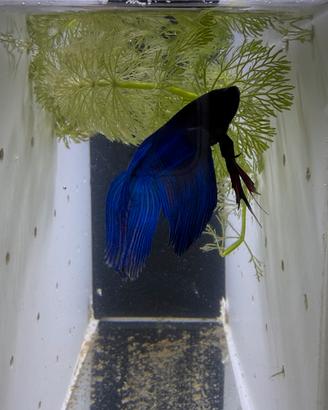 Betta Splendens (pesce combattente)