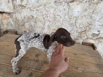 Cuccioli di bracco tedesco