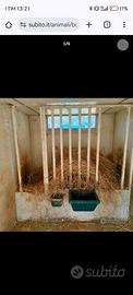 Casetta o box per cavalli o altri animali