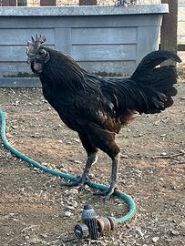 Gallo Ayam Cemani