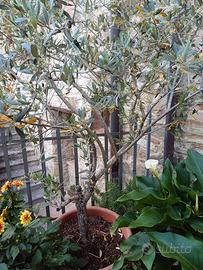 piante di olivo