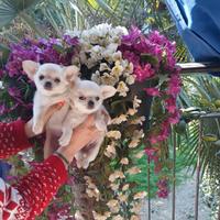 Cuccioli di chihuahua micro