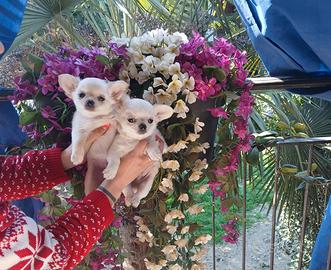 Cuccioli di chihuahua micro
