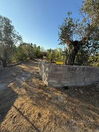 Terreno agricolo uliveto seminativo 5400mt
